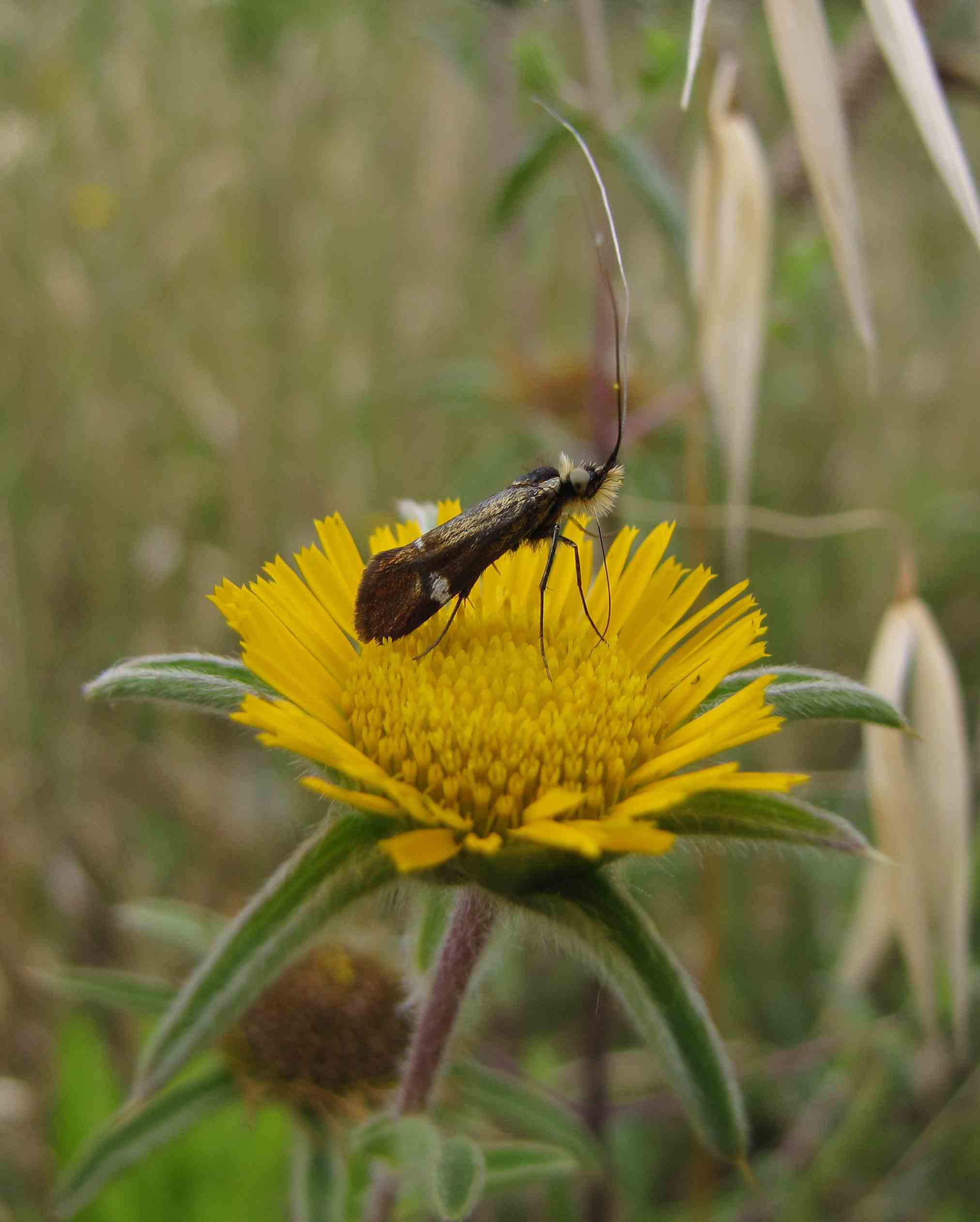 Adela sp. (Adelidae)